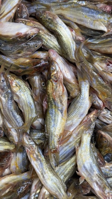 দেশি টেংরা